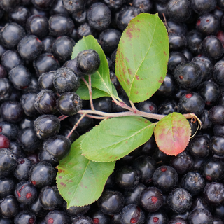 Discover the Power of Aronia: The Superberry You Need in Your Life