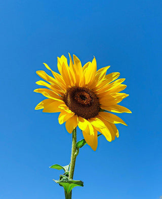 Sunflower Lecithin: What Phosphatidylcholine Does for Your Liver, Brain, and Every Cell in Your Body