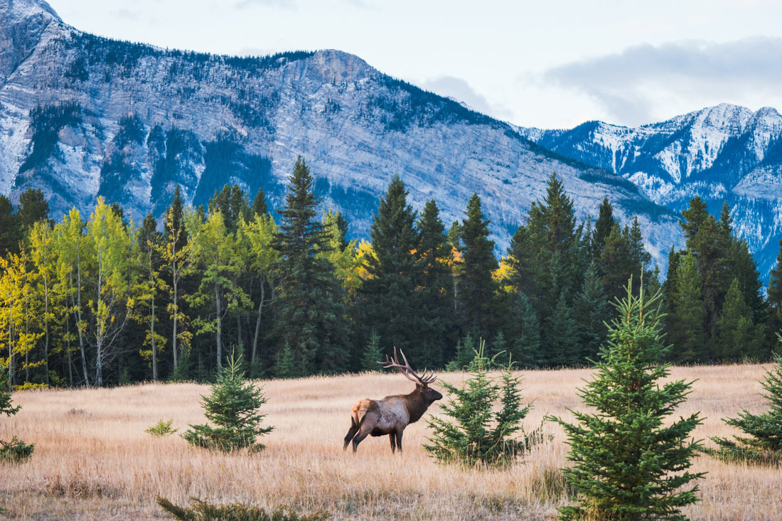 Velvet Elk Antler Supplement: Meaning, Benefits, Concerns, and More