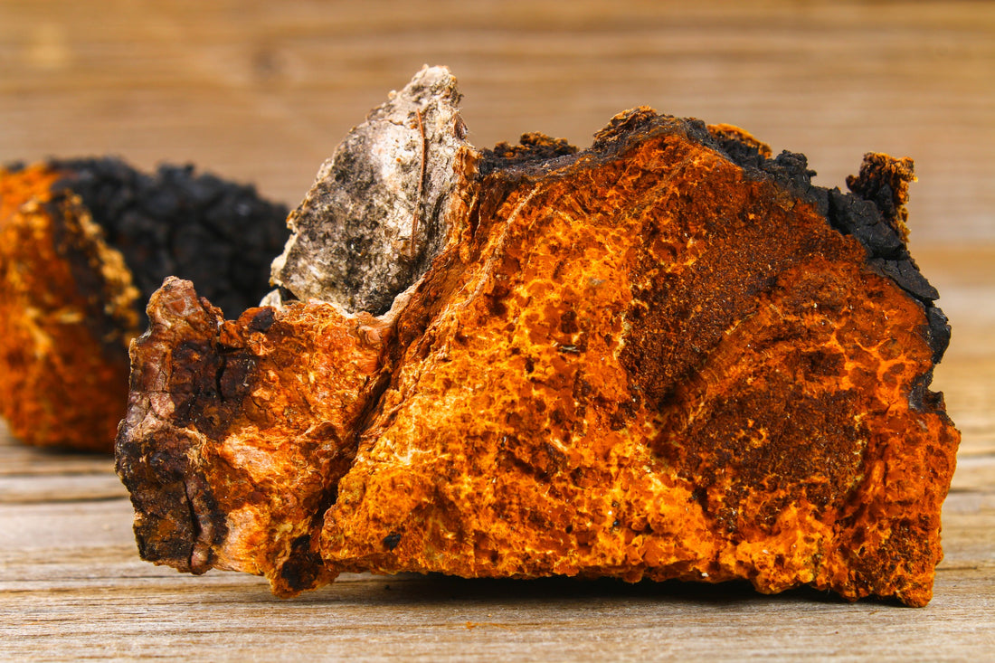 The Mighty Chaga Mushroom: An Ancient Remedy in Modern Times
