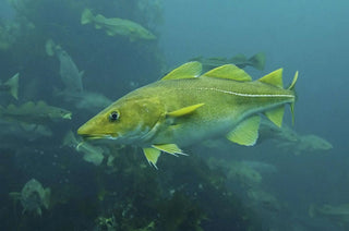 Why Cod Liver Oil Is Still One of the Best Supplements You Can Take