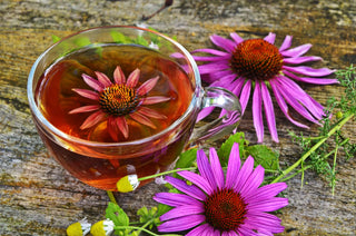 Echinacea Purpurea