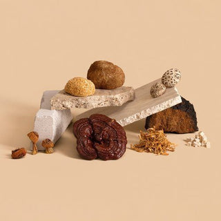 Chaga Mushroom Tea: What It Is, Why Wild Harvested Canadian Chaga Is Different, and What the Science Says About Immunomodulation and Antioxidants