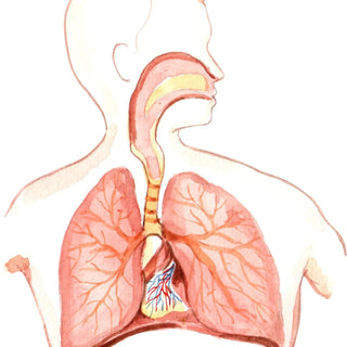 The Dynamic Duo for Respiratory Health: NAC and Echinacea