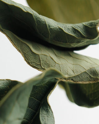 Moringa: The Nutritional Profile, the Research, and How to Choose the Right Form