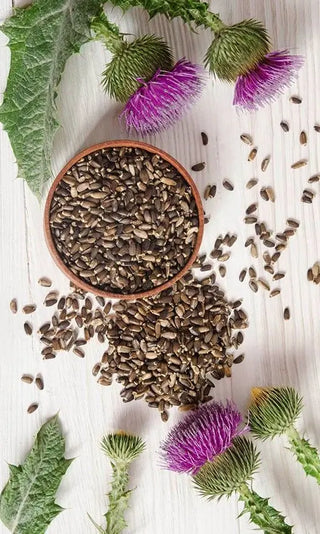 milk thistle for liver health - Nutridom