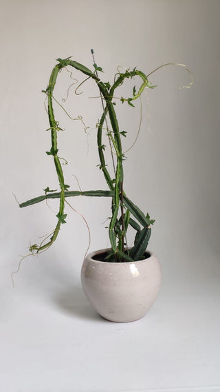 Cissus Quadrangularis: The Research Behind Joint Support, Bone Health, and Weight Management