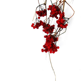 Cranberry for UTI Prevention: What the Research Actually Shows and Why Concentration Matters