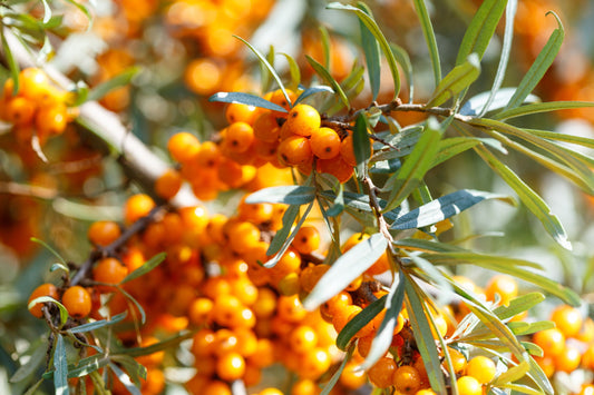 Sea Buckthorn: The Superfruit You Should Know About