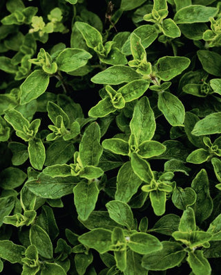 The Science Behind Carvacrol: How Wild Oregano Oil Supports Immune Defence, Fights Microbes, and Delivers Antioxidant Power in One Softgel