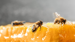 10 Types of People Who Can Benefit from Bee Propolis