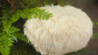How Lion's Mane Mushroom Can Transform Your Cognitive Function