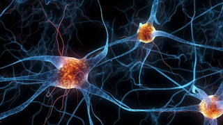 Top 5 Best Supplements for Brain Cognitive Health