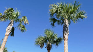 The Benefits of Saw Palmetto Supplements