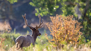 The Benefits of Elk Velvet Supplement for Athletes and Fitness Enthusiasts