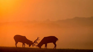Velvet Antler — A Natural Treasure for Elderly Health