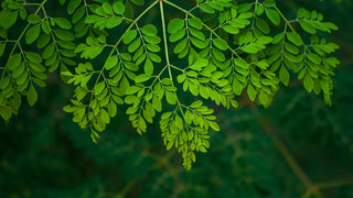 Unleash Your Fitness Potential with Moringa: The Ultimate Supplement for Men