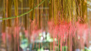 Cissus Quadrangularis: Exploring Its Impact on Testosterone Levels