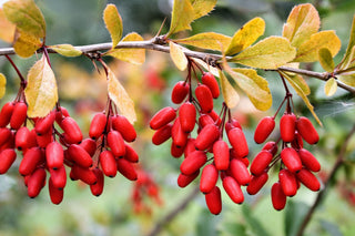 Balance Blood Sugar, Boost Heart Health & Burn Fat with Berberine