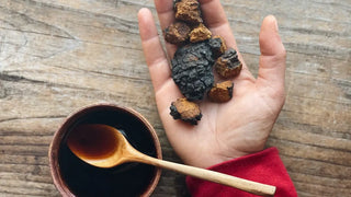 canadian chaga mushroom