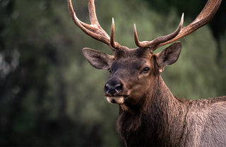 Velvet Elk Antler Explained: Uses, Benefits, and What to Look for in a Supplement