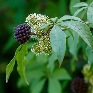 Eleuthero Ginseng: Nature’s Energy and Stress Support