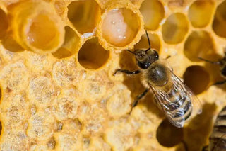 What Is Royal Jelly? A Natural Superfood with Remarkable Health Potential