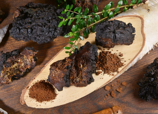 What Makes Chaga So Powerful?