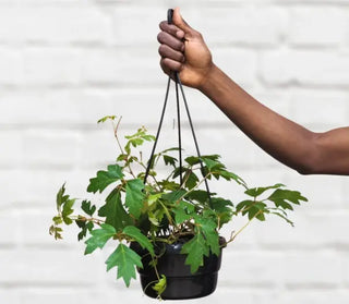 The Ayurvedic Herb Athletes and Healers Swear