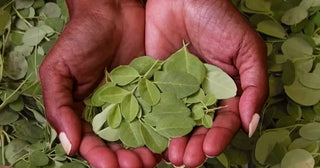 Top Health Benefits of Moringa and Why It’s Called the Miracle Tree