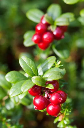 Cranberry for Women’s Health and Daily Defense