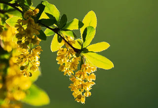 Berberine Benefits: Blood Sugar, Cholesterol & Weight