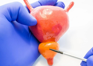 Pygeum is the New Gold Standard for Prostate Vitality