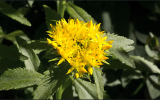 What Is Rhodiola Rosea? Benefits, Uses, and Science Behind This Powerful Herb