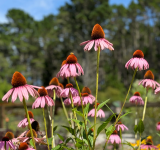 Top 5 Benefits of Echinacea for Immune Health and Cold Prevention