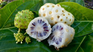 Noni Benefits: Immune Support, Antioxidant Protection, and Natural Energy