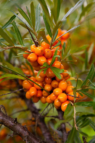 Sea Buckthorn: The Superfruit for Skin, Immunity, and More