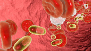 Chitosan: The Natural Supplement for Weight Management and More