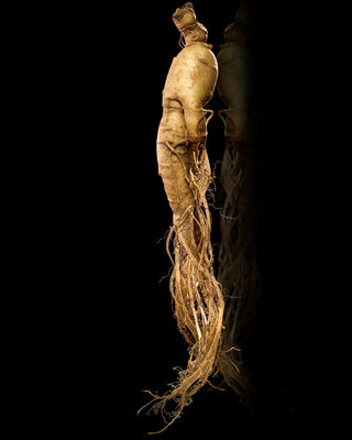The Power of Ginseng: Ancient Root, Modern Health Benefits