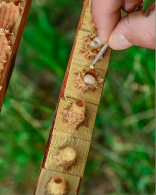 Premium Fresh Royal Jelly from Nutridom