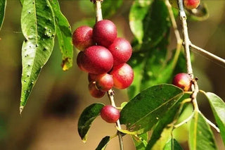 Camu Camu Supplement Guide: Why This Amazonian Fruit Is a Vitamin C Powerhouse