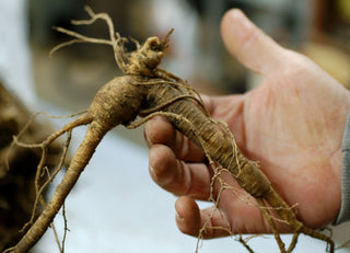 Why Ginseng Is Still the King of Herbs in Modern Wellness