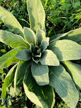 Mullein: The Ancient Herb Modern Science Is Rediscovering for Respiratory Health