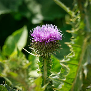 Milk Thistle 600mg: Why Silymarin Standardization Is the Only Number That Matters