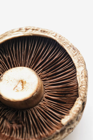 cellular antioxidant support