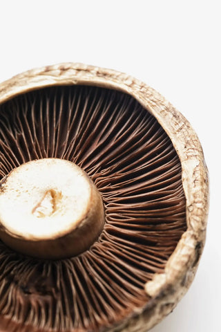 cellular antioxidant support