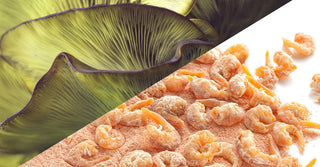 Chitosan Benefits: Natural Weight Support, Fat Binding, and Digestive Health