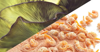 Chitosan Benefits: Natural Weight Support, Fat Binding, and Digestive Health