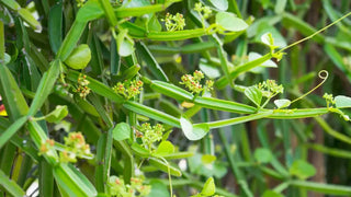 What Is Cissus Quadrangularis? Uses, Benefits, and How It Works