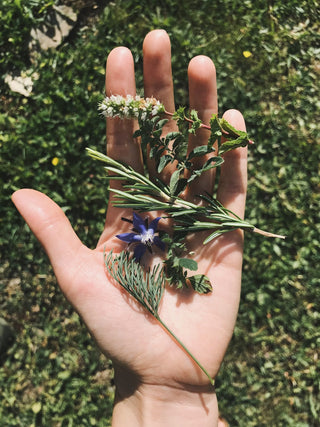The Best Herbal Supplements: Five Botanicals
